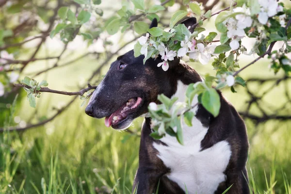Miniatyr Engelska Tjur Terrier Poserar Blommande Äppelträd — Stockfoto