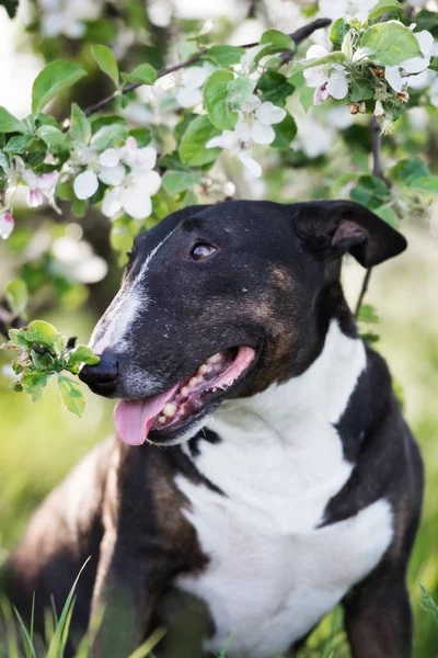 Englischer Bullterrier Hund Posiert Frühling Unter Einem Blühenden Baum — Stockfoto