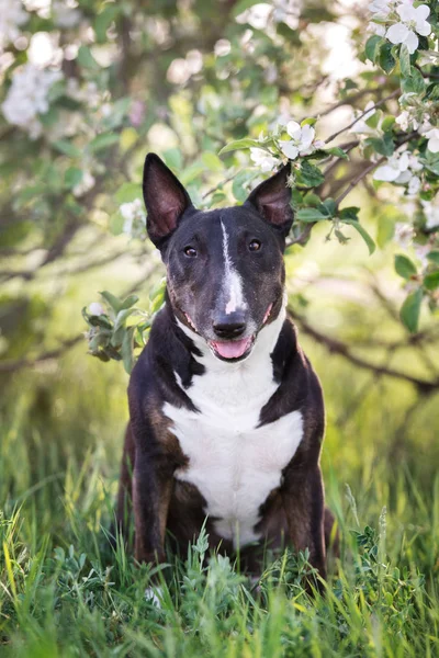 Engelsk Tjur Terrier Hund Poserar Ett Blommande Träd Våren — Stockfoto