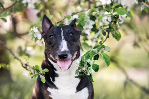 Engelsk Tjur Terrier Hund Poserar Ett Blommande Träd Våren — Stockfoto