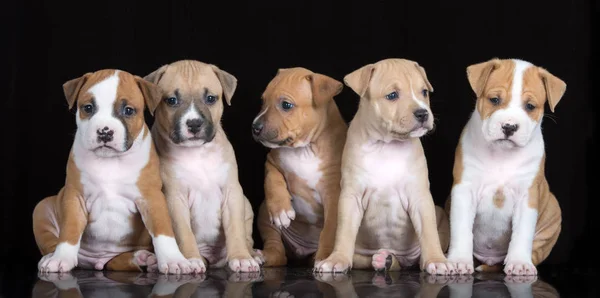 Grupp Amerikanska Staffordshire Terrier Valpar Sitter Svart Bakgrund — Stockfoto