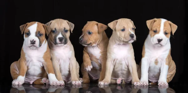 Groupe Chiots Américains Staffordshire Terrier Assis Sur Fond Noir — Photo