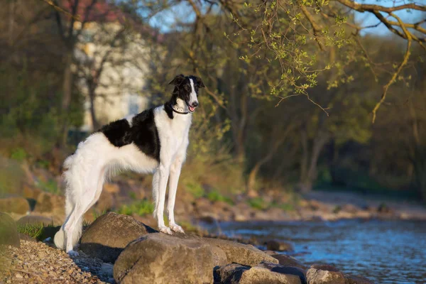 Preto Branco Borzoi Cão Posando Livre Verão — Fotografia de Stock