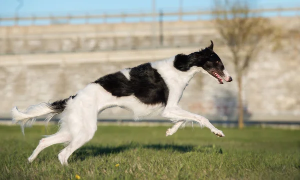 Russo Borzoi Cão Correndo Livre Verão — Fotografia de Stock