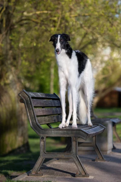 Красивая Борзой Собака Позирует Скамейке Открытым Небом — стоковое фото