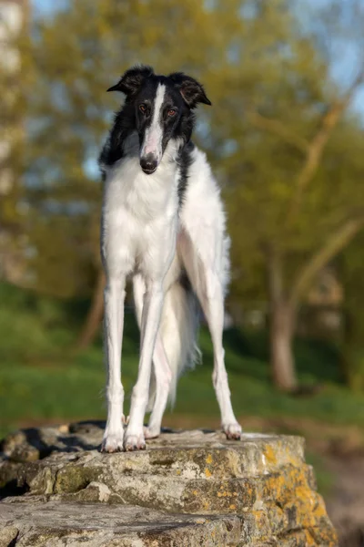 Preto Branco Borzoi Cão Posando Livre Verão — Fotografia de Stock