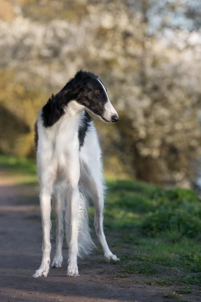 Preto Branco Borzoi Cão Posando Livre Verão — Fotografia de Stock