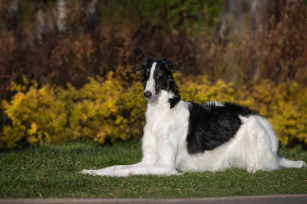 Negro Blanco Borzoi Perro Posando Aire Libre Verano —  Fotos de Stock