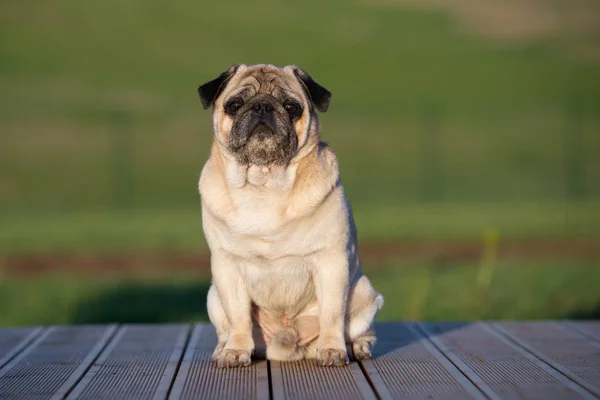 Adorable Mog Dog Świeżym Powietrzu Lecie — Zdjęcie stockowe