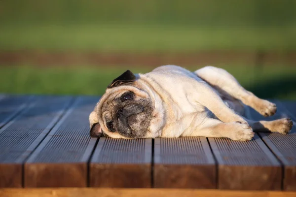 Adorable Pug Dog Outdoors Summer — Stock Photo, Image