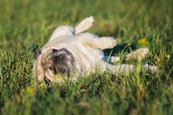 Bedårande Mops Hund Utomhus Sommaren — Stockfoto