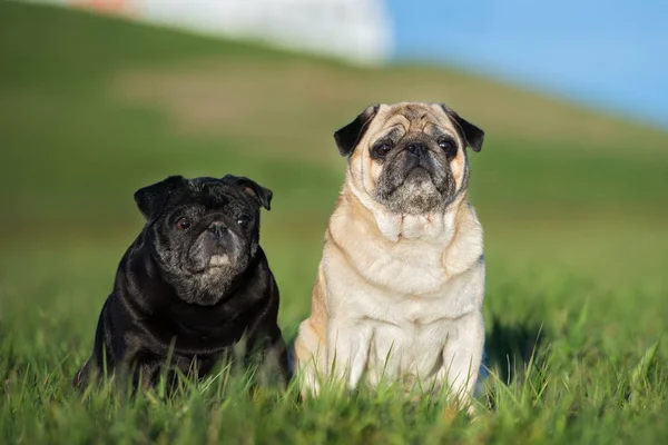 Yazın Çimenlerde Birlikte Poz Veren Iki Köpek — Stok fotoğraf