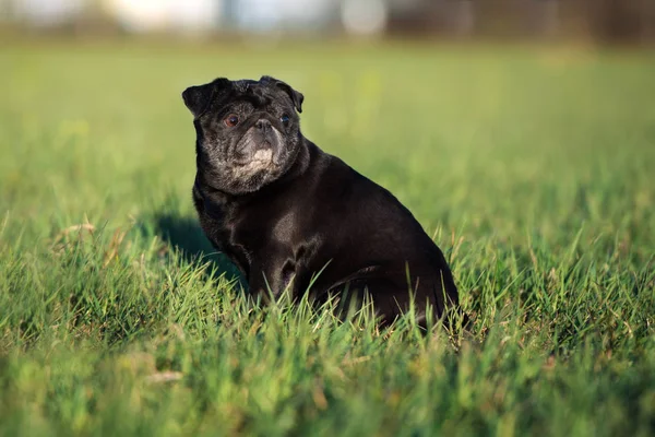 夏に草の上に座っている黒い犬は — ストック写真