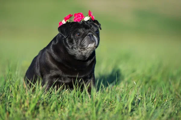 Yazın Çimenlerde Oturan Siyah Pug Köpeği — Stok fotoğraf