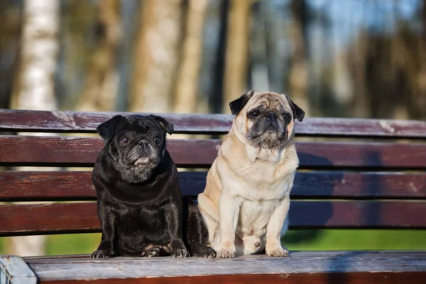 Två Mops Hundar Poserar Tillsammans Bänk Utomhus — Stockfoto