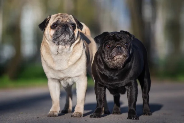 Köpek Dışarıda Yan Yana Duruyor — Stok fotoğraf