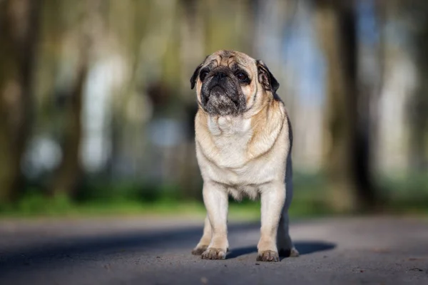 Parkta Duran Sevimli Yaşlı Bir Köpek — Stok fotoğraf