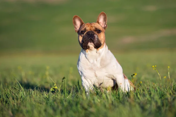 Red White French Bulldog Dog Outdoors Summer — Stockfoto