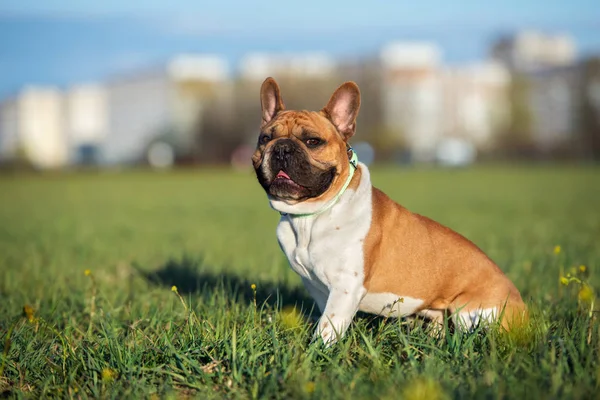 红白相间的法国斗牛犬在户外活动 — 图库照片