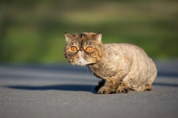 Смішна Голена Екзотична Кішка Відкритому Повітрі Влітку — стокове фото