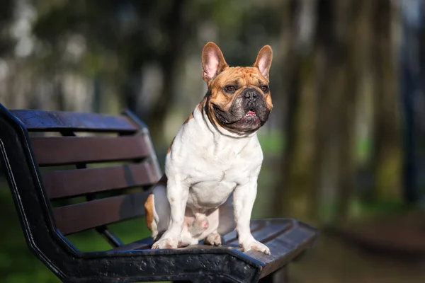 Fransız Bulldog Köpeği Açık Bir Bankta Oturuyor — Stok fotoğraf