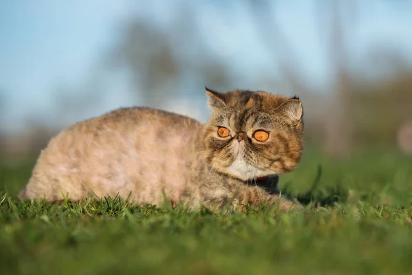 Красива Екзотична Кішка Позує Траві Парку — стокове фото