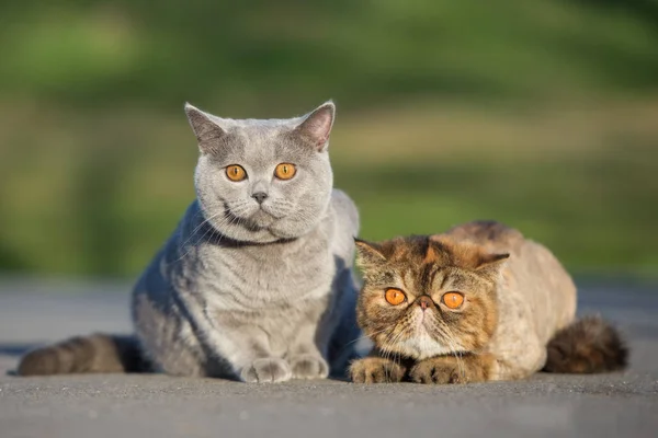 Taquigrafía Británica Gatos Exóticos Posando Aire Libre Verano — Foto de Stock