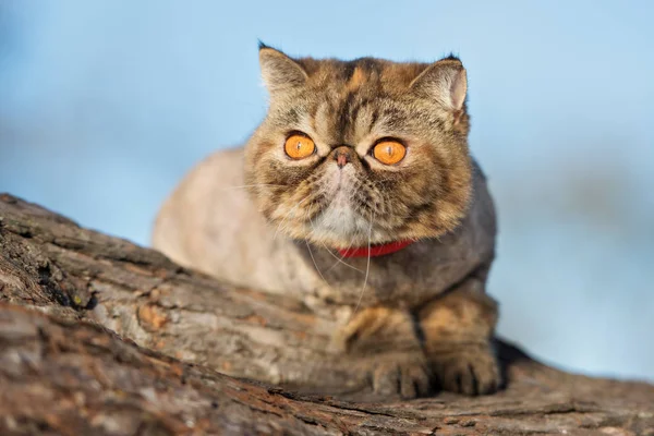 Güzel Egzotik Kedi Portresi — Stok fotoğraf