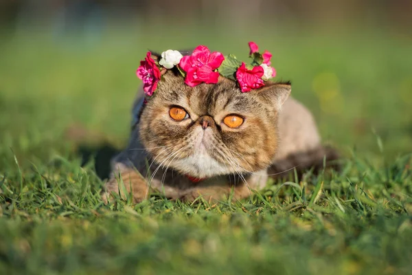 Lustige Exotische Katze Einer Blumenkrone Liegen Auf Gras — Stockfoto