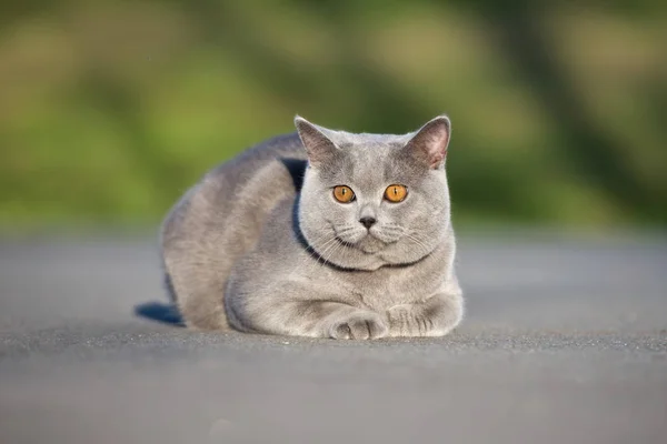 Серый Британский Короткошерстный Кот Открытом Воздухе Летом — стоковое фото