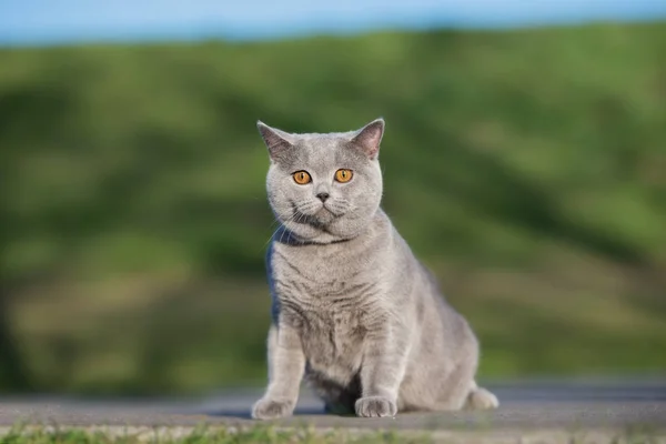 Szary Brytyjski Krótkowzroczny Kot Zewnątrz Lecie — Zdjęcie stockowe