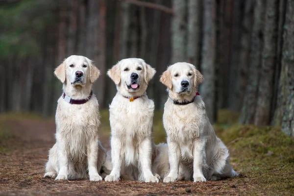 Tres Perros Golden Retriever Posando Bosque — Foto de Stock