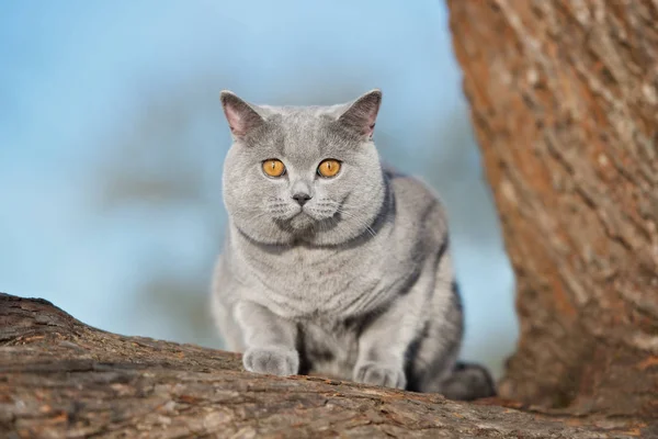 Gris Britannique Shorthair Chat Marche Extérieur Été — Photo