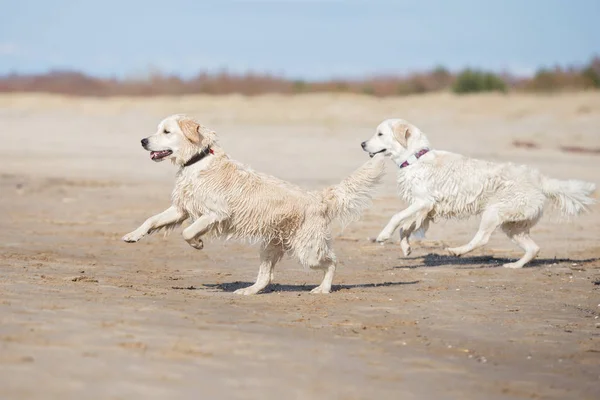 Cani Golden Retriever Che Giocano Una Spiaggia — Foto Stock