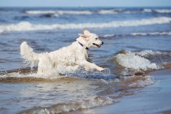 Золоті Собаки Ретривери Грають Пляжі — стокове фото