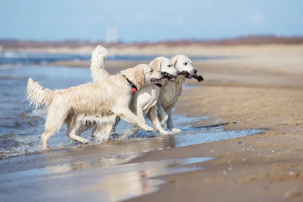 Drie Golden Retriever Honden Spelen Een Strand — Stockfoto