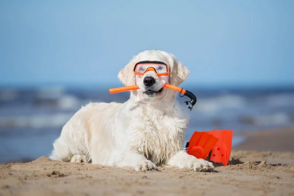 Cão Golden Retriever Com Equipamento Snorkel Uma Praia — Fotografia de Stock