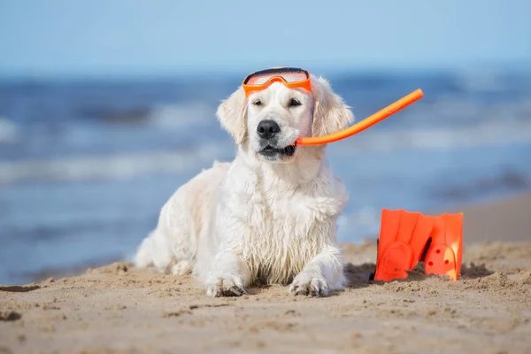 Golden Retriever Hund Mit Schnorchelausrüstung Posiert Strand — Stockfoto