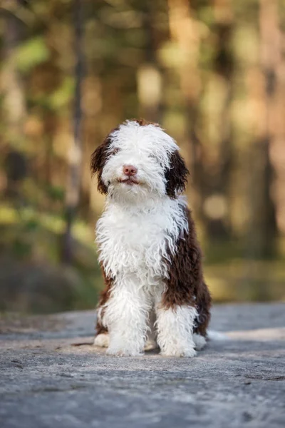 Español Agua Perro Cachorro Sentado Aire Libre —  Fotos de Stock