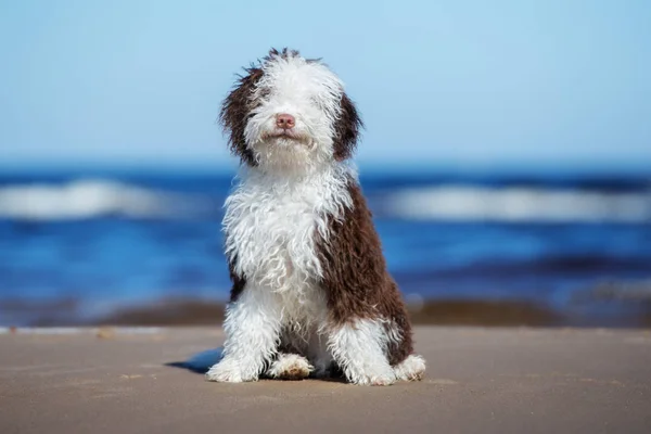 ビーチに座っているスペインの水犬の子犬 — ストック写真