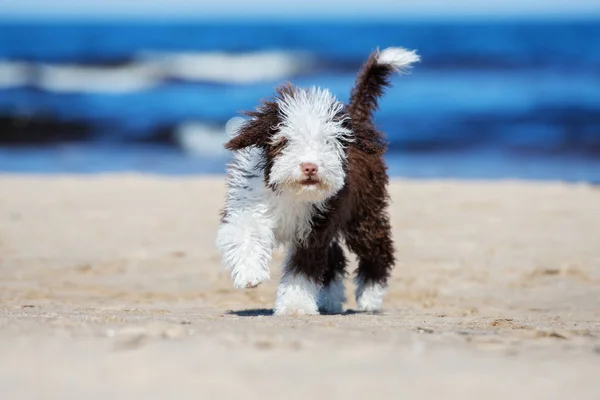 Cachorro Cão Água Espanhol Feliz Correndo Praia — Fotografia de Stock