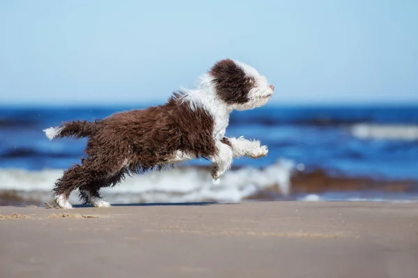 Счастливый Щенок Водяной Собаки Бегает Пляжу — стоковое фото