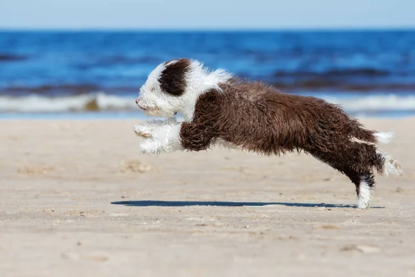 Gelukkig Spaans Water Hond Puppy Loopt Het Strand — Stockfoto
