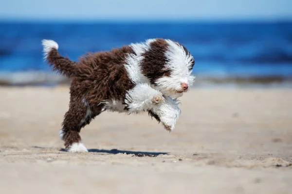 Gelukkig Spaans Water Hond Puppy Loopt Het Strand — Stockfoto