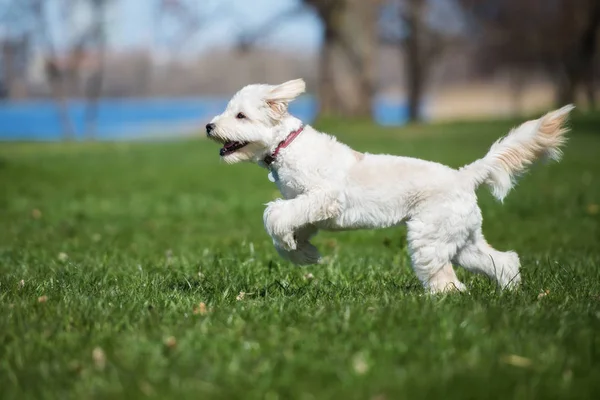 Feliz Cão Labradoodle Jogando Parque Verão — Fotografia de Stock