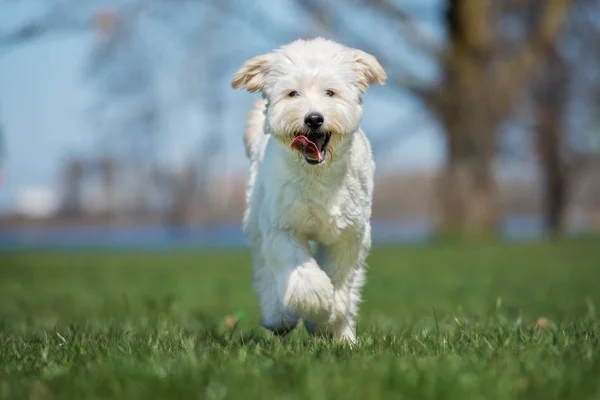 Glücklicher Labradoodle Hund Spielt Sommer Park — Stockfoto