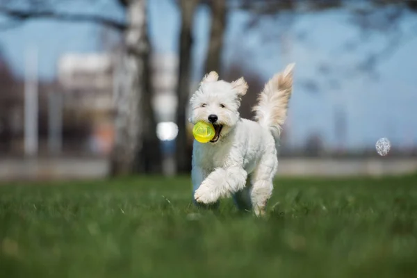 Szczęśliwy Labradoodle Pies Bawi Się Parku Lecie — Zdjęcie stockowe