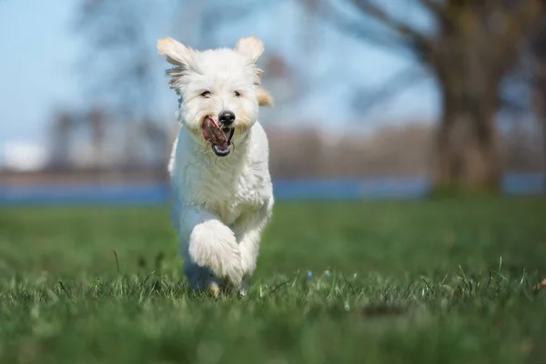 Happy Labradoodle Dog Playing Park Summer — Stockfoto