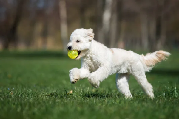 Szczęśliwy Labradoodle Pies Bawi Się Parku Lecie — Zdjęcie stockowe