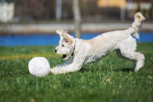 Feliz Cão Labradoodle Brincando Com Uma Bola Parque — Fotografia de Stock